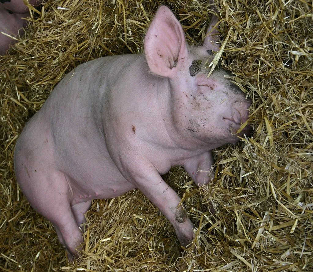 Клещи у поросят фото pig David Latham Flickr