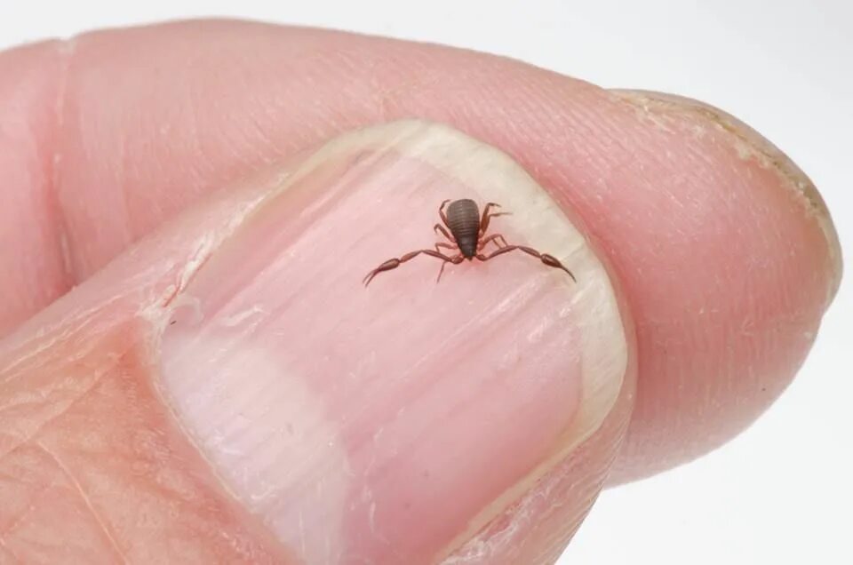 Клещи в доме фото This tiny arthropod is a pseduoscorpion. They can occasionally be found in domes