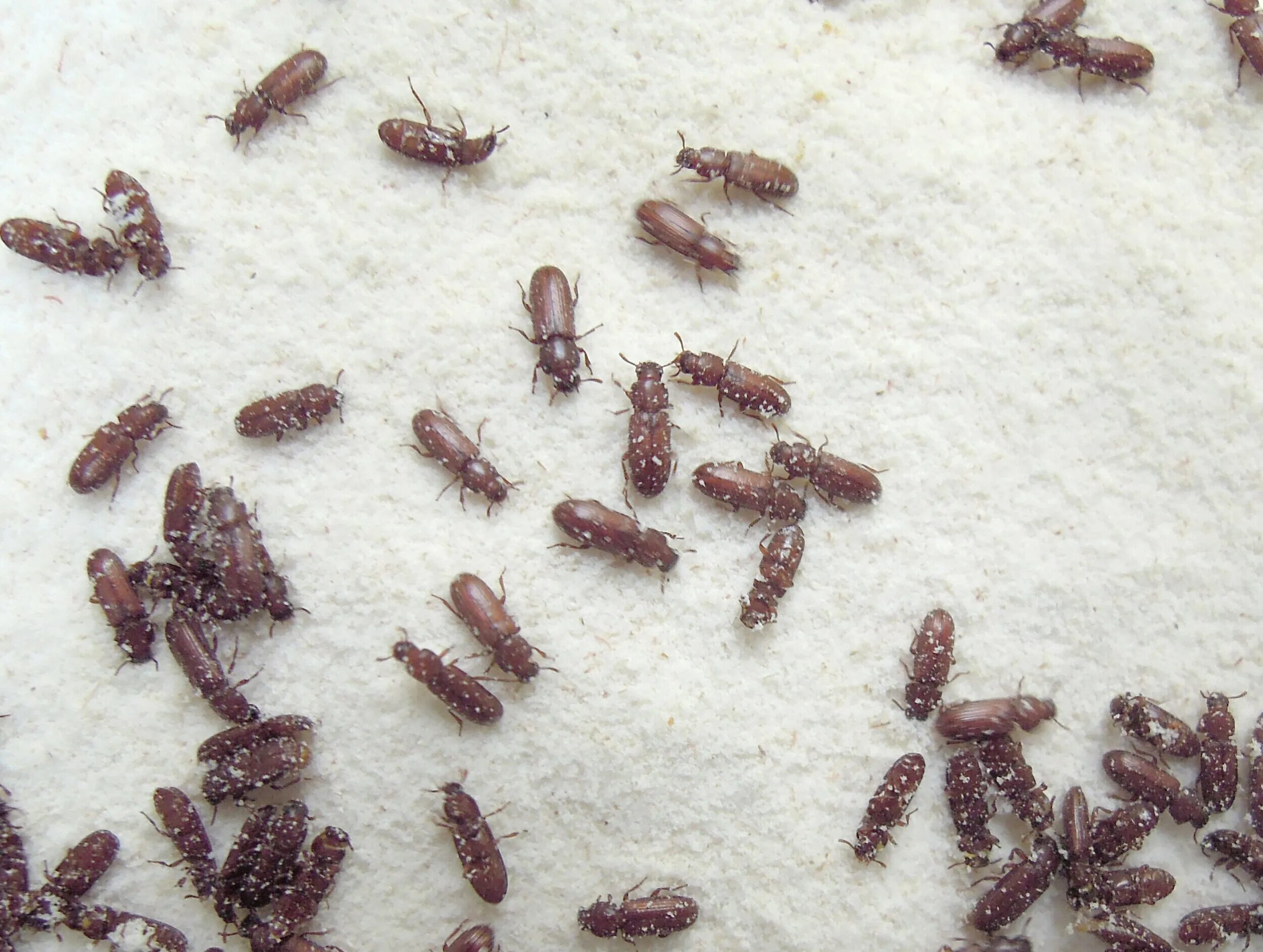 Клещи в крупах фото Flying Bugs In Cat Food Sale Online beztabaka.by