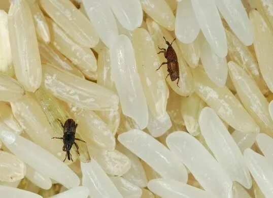 Клещи в крупах фото 10 Tiny Bugs in Your House—And How to Get Rid of Them Emergency food, Storing fo