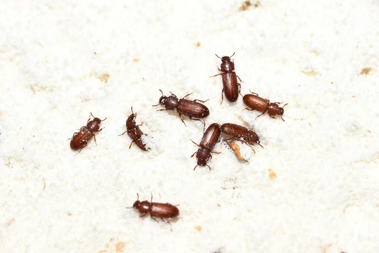 Клещи в крупах фото Flour Beetle Control - Rose Pest Solutions