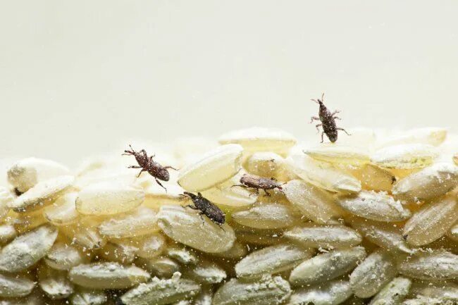 Клещи в крупах фото How to Get Rid of Weevils in Your Pantry Weevils, Food, Meal moths