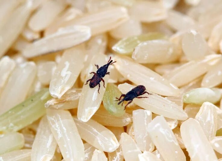 Клещи в крупах фото 10 Reasons Bugs Love Your Home Weevils, Pantry bugs, Blood sugar diet