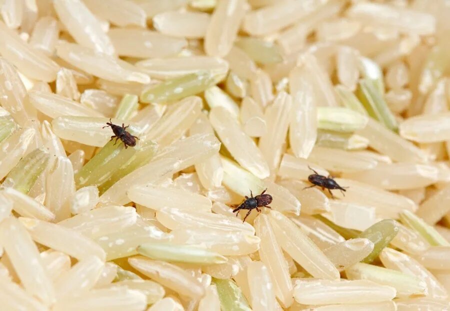 Клещи в крупах фото Как избавится от насекомых в сыпучих продуктах