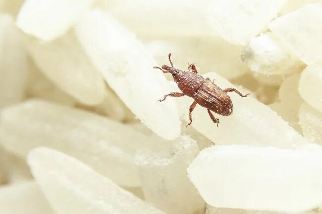 Клещи в крупах фото How to Get Rid of Weevils in Your Pantry