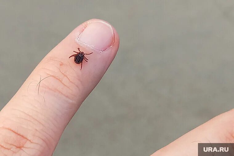 Клещи в квартире фото Сотни свердловчан стали жертвами клещей УРА.РУ Дзен