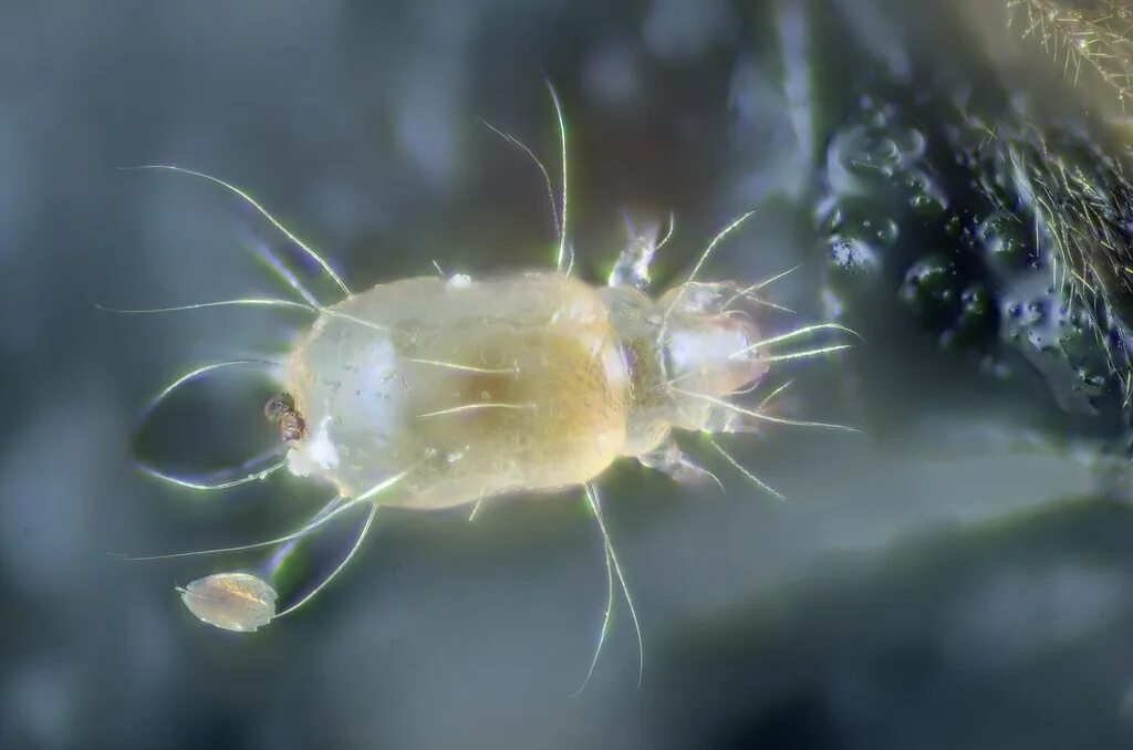 Клещи в зерне фото Bee nest mite Unidentified mite found on a dead honey bee . Flickr