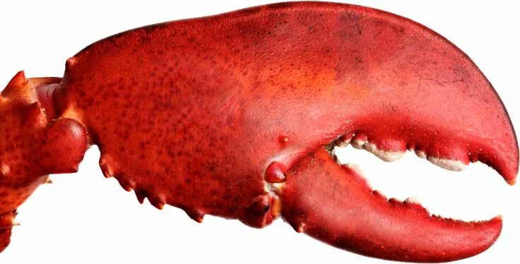 Клешни инструмент фото Pin by Transparent PNG Images on Animal PNG Lobster feast, Lobster tails, Lobste
