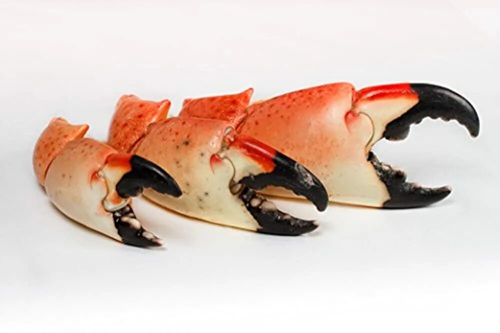 Клешни инструмент фото Купить крабы Spiny Lobster Florida Stone Crab Claws (Large) Artikel q8ftzg510b И