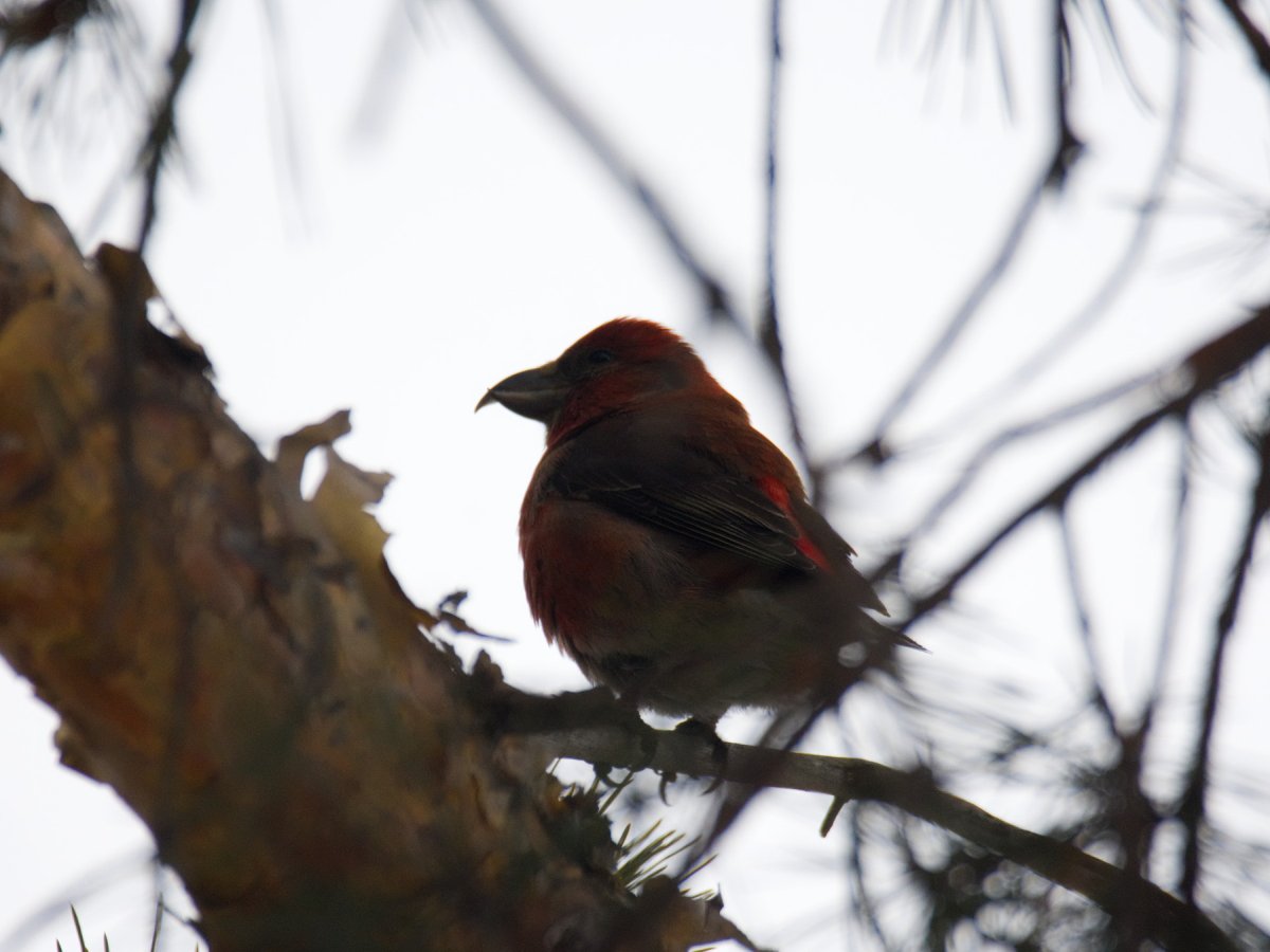 Клест птица фото с хохолком Red Crossbill (Loxia curvirostra). Birds of Siberia.