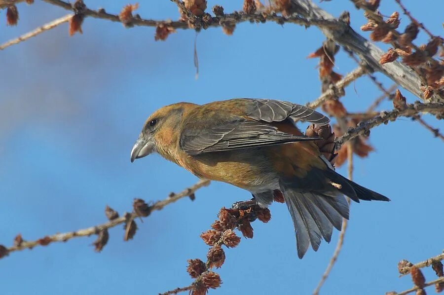 Клест птица фото с хохолком Red Crossbill (Loxia curvirostra). Birds of Siberia.