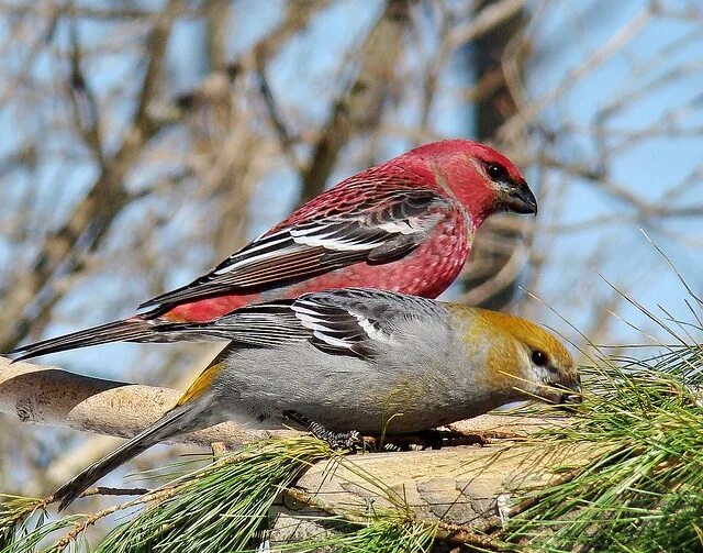 Клест птица самка фото A Fond Farewell to Beautiful Pine Grosbeaks