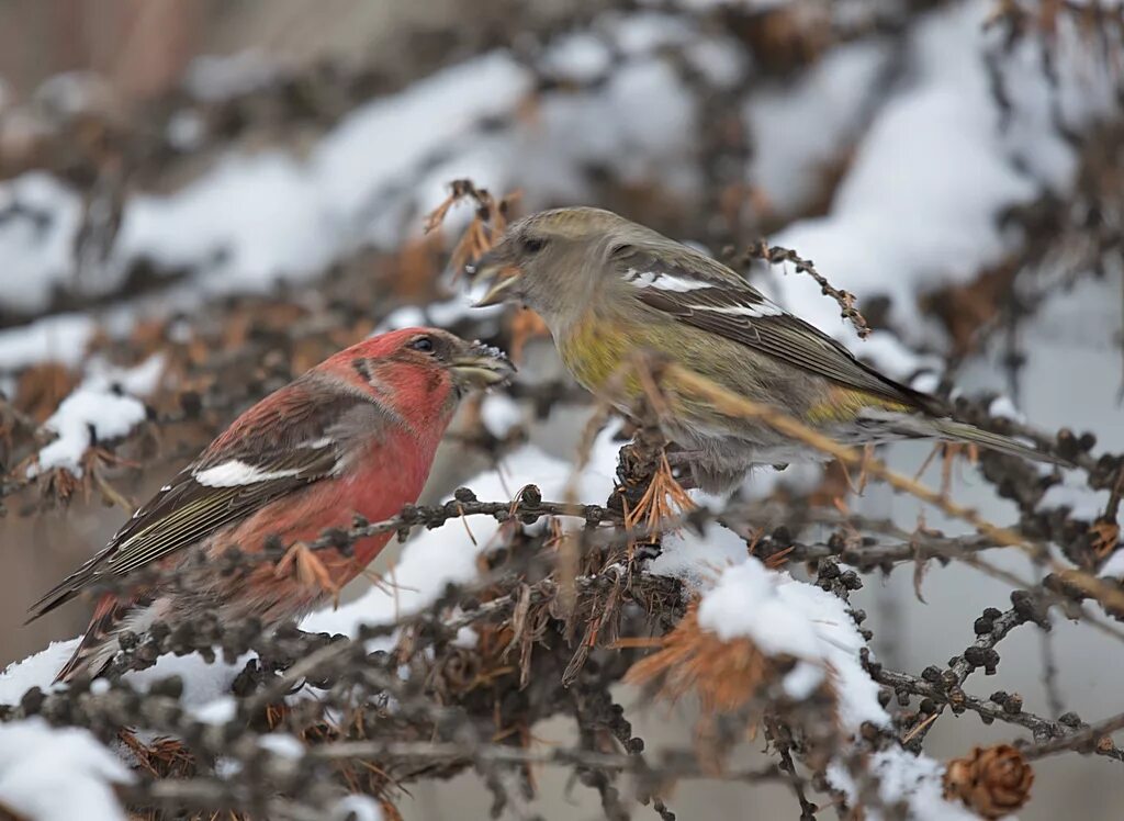 Клест птица самка фото White-winged Crossbill (Loxia leucoptera). Birds of Siberia.