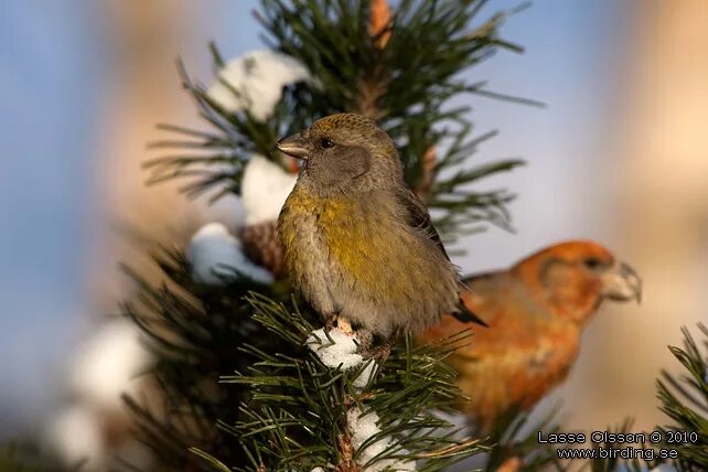 Клест птица самка фото Шишкар сосновий (Loxia pytyopsittacus, клёст-сосновик) - Птахи України