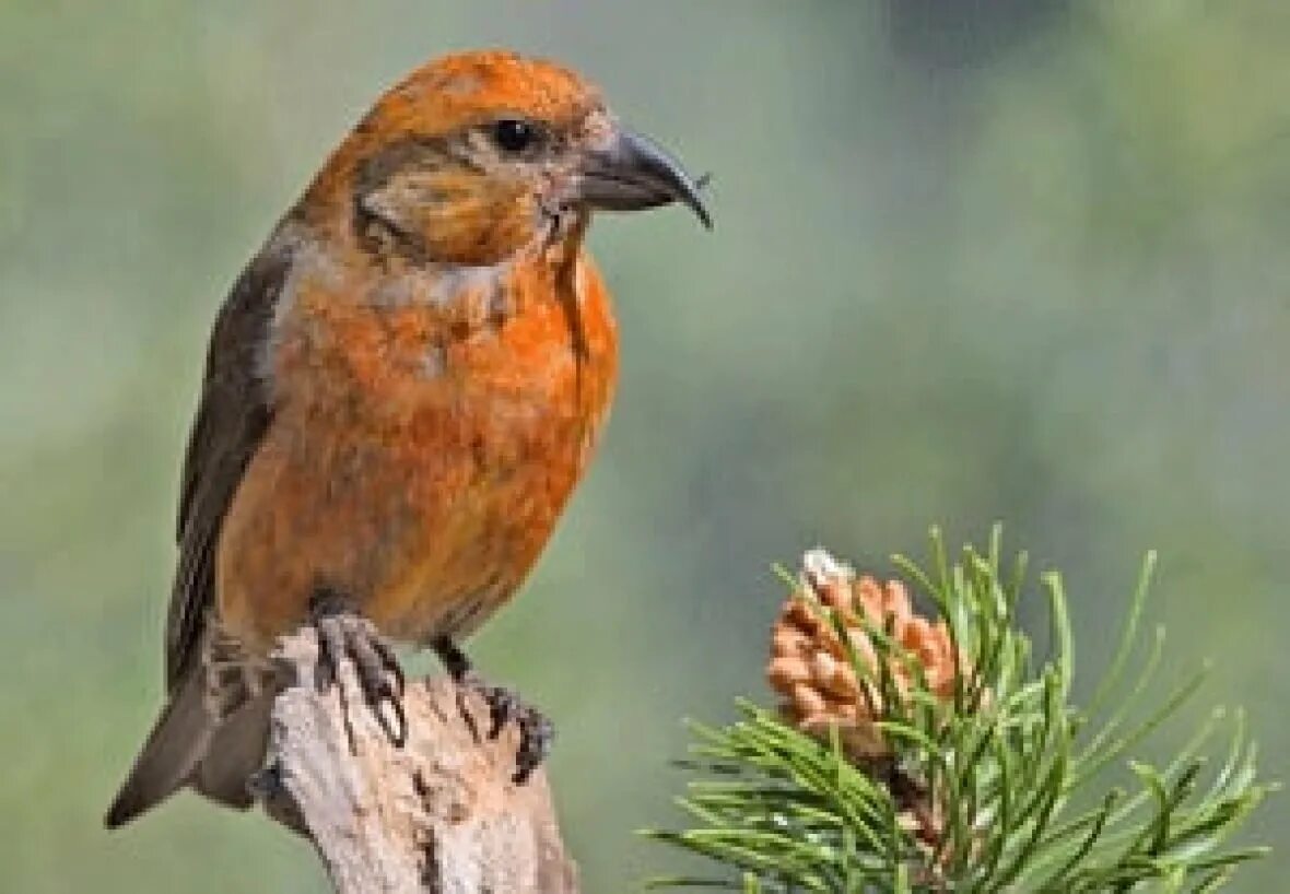 Клест птица самка фото Bird species declining in Canada, report says CBC News