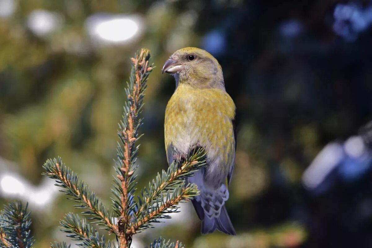 Клест птица самка фото Red Crossbill (Loxia curvirostra). Birds of Siberia.