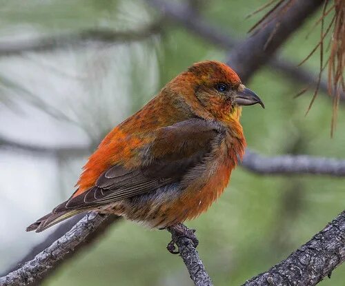 Клест птица самка фото male Red Crossbill (Loxia curvirostra) Carr's Landing, Lak. Flickr