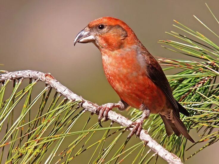 Клест птица самка фото Piquituerto escocés (Loxia scotica) Beaux oiseaux, Oiseaux exotiques, Hyène rayé