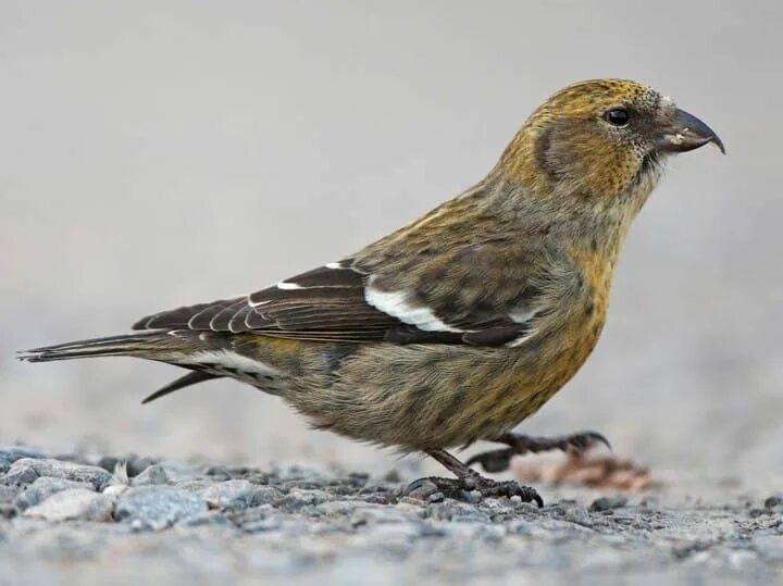 Клест птица самка фото White-winged Crossbill Female White wings, Bird species, Species