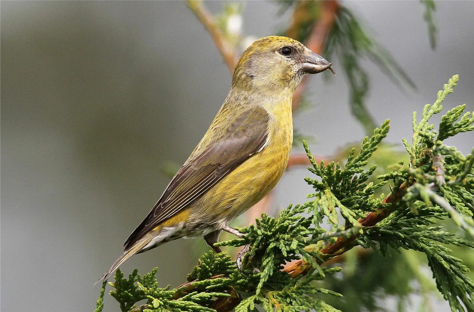 Клест птица самка фото Loxia curvirostra ♀ (Red Crossbill) Birds, Species, Bird