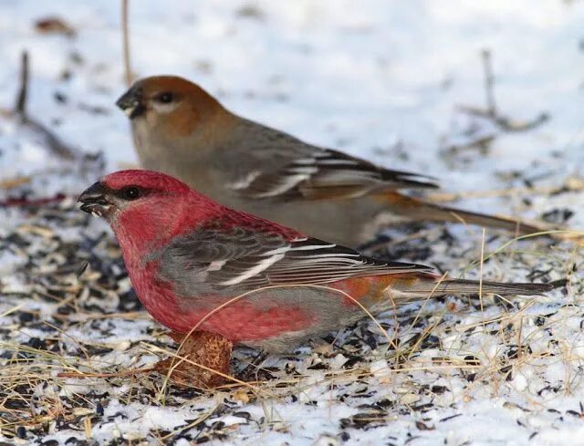 Клест птица самка фото Самец и самка птица щур Backyard birds, Cute birds, Birds