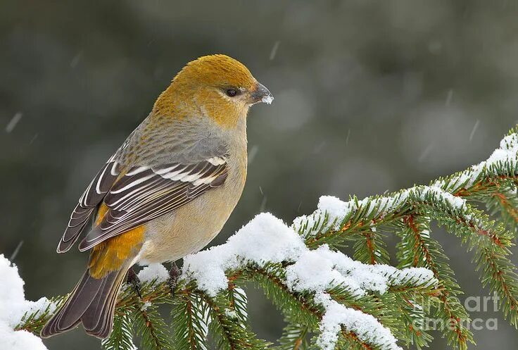 Клест птица самка фото Pine Grosbeak-female in the winter storm by Mircea Costina Photography Beautiful