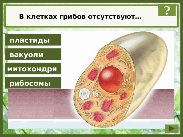 Клетки грибов фото Презентация к уроку биологии "Живая клетка" 5 класс
