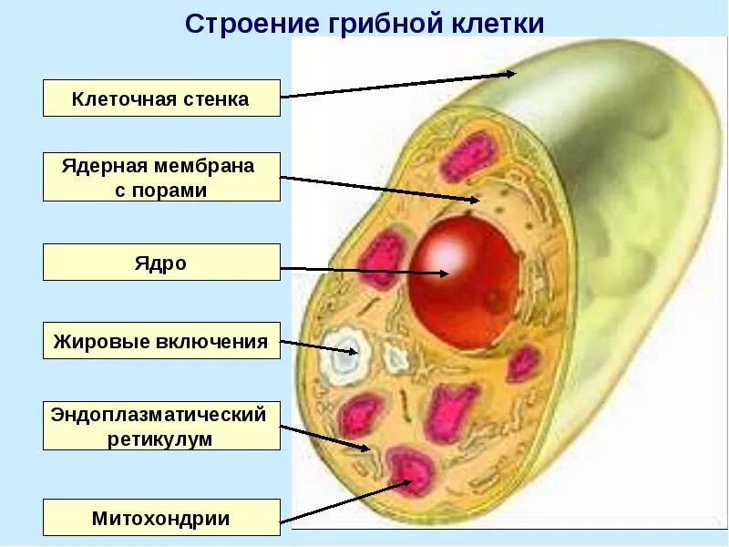 Клетки грибов фото Ответы Mail.ru: Каковы приимущества гриба по сравнению с бактерией