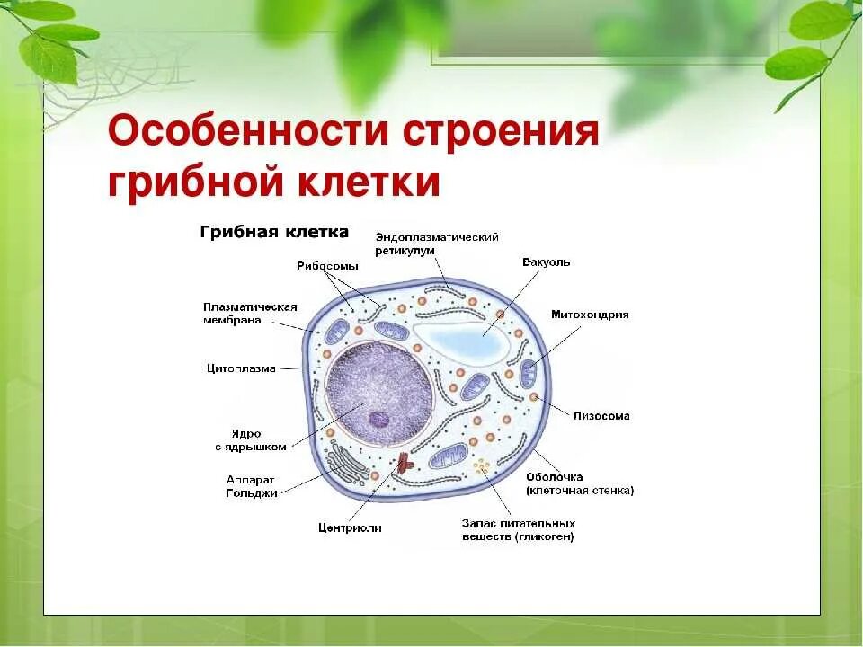 Клетки грибов фото Клетки гриба имеют клеточную стенку