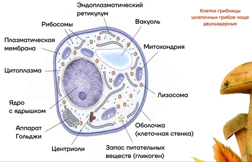Клетки грибов фото Грибы Flashcards Quizlet