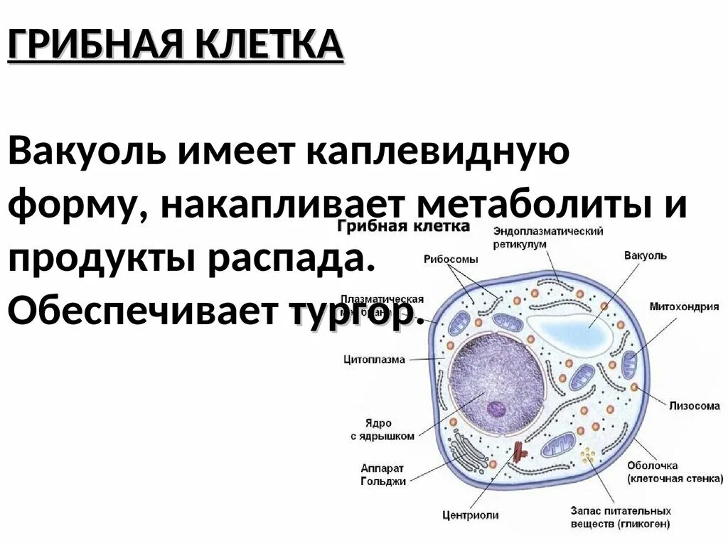 Клетки грибов фото Структура клетки гриба