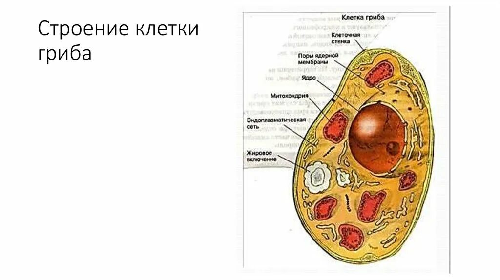 Клетки грибов фото Структура клетки гриба