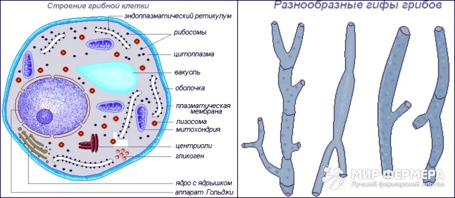 Клетки грибов фото Как размножаются грибы: способы и варианты кратко