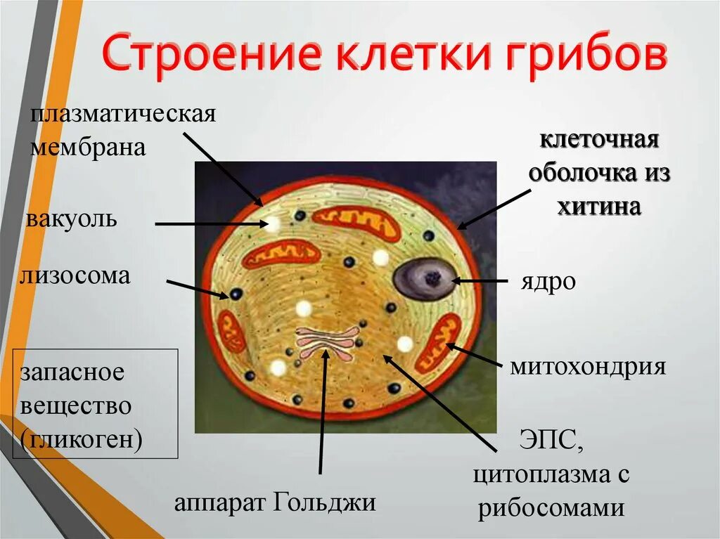 Клетки грибов фото Клеточная стенка клетки гриба