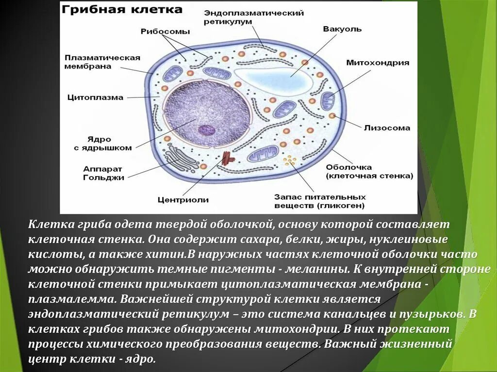 Клетки грибов фото Картинки СТРОЕНИЕ РАСТИТЕЛЬНОЙ ЖИВОТНОЙ ГРИБНОЙ КЛЕТОК