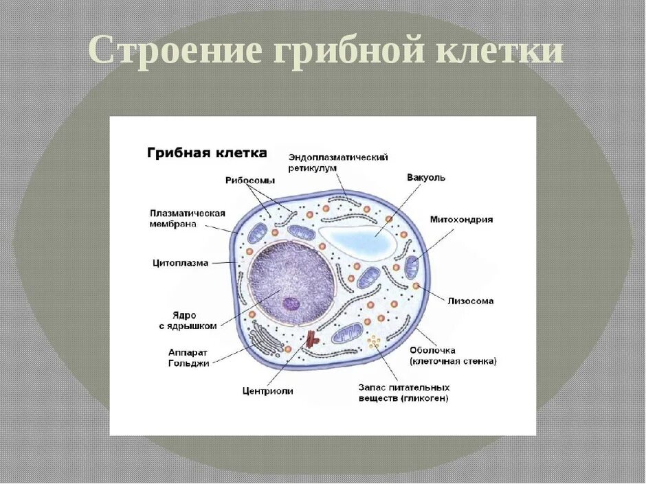 Клетки грибов фото Для грибной клетки характерно клеточная оболочка
