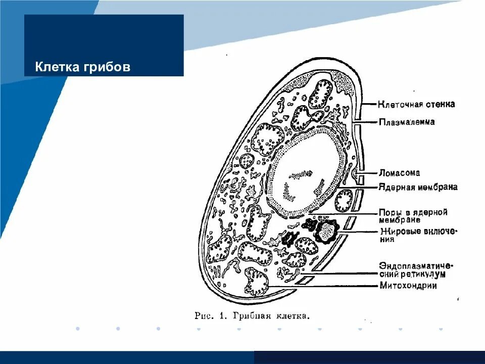 Клетки грибов фото Структура клетки гриба