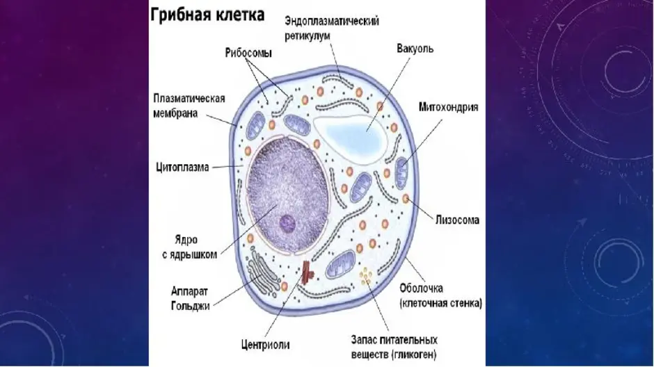 Клетки грибов фото Клетка Гриба Рисунок (54 Фото)