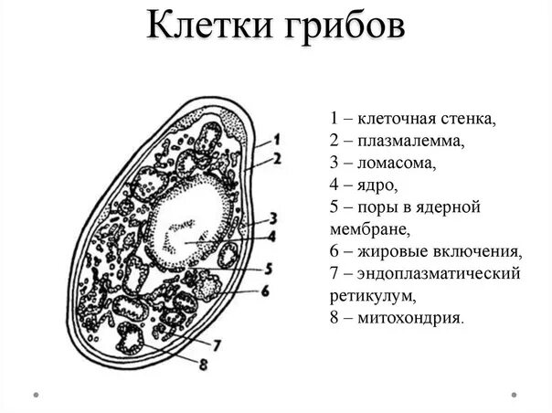 Клетки грибов фото Грибная клетка #ОГЭ #ЕГЭ #биология 2022 HIMERA биология ОГЭ, ЕГЭ, ДВИ, олимпиады