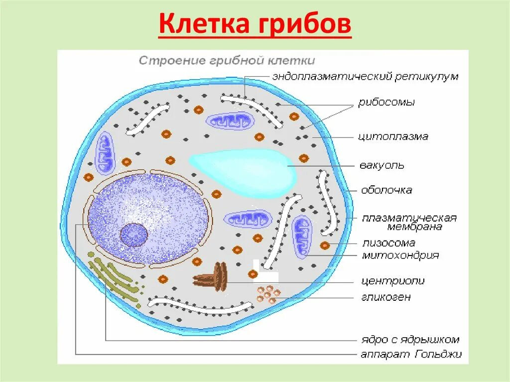 Клетки грибов фото Для грибной клетки характерно клеточная оболочка