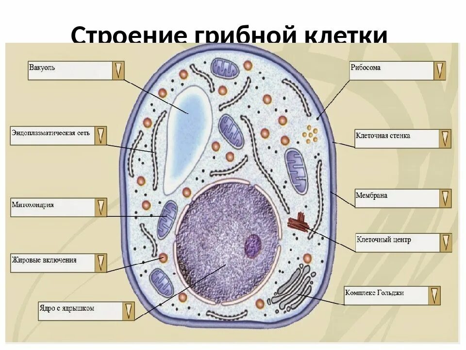 Клетки грибов фото Структура клетки гриба