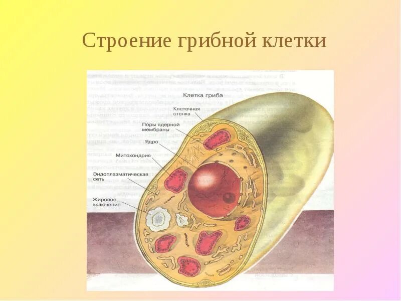 Клетки грибов фото Путешествие в царство грибов
