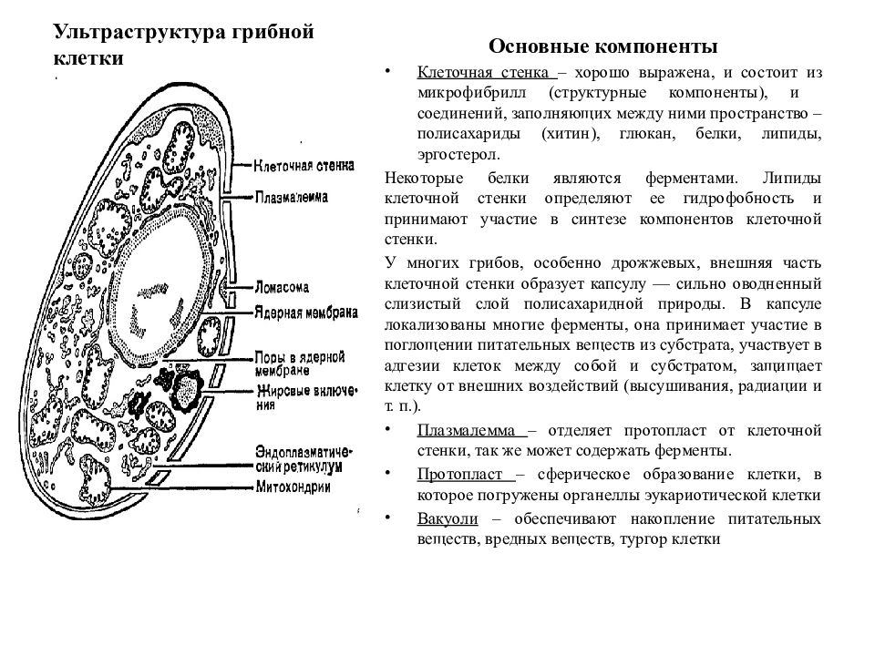 Клетки грибов фото Тема1: Классификация, строение и особенности физиологии грибов, методы их - през