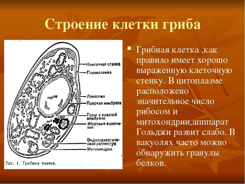 Клетки грибов фото Структура клетки гриба