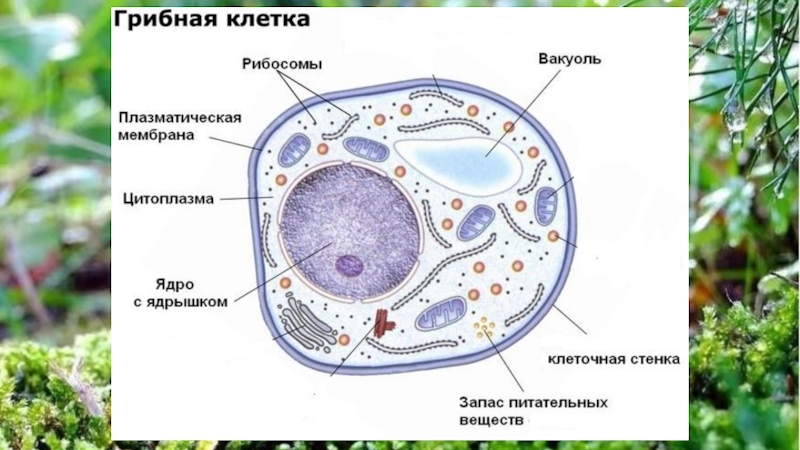 Клетки грибов фото Многоядерная клетка гриба