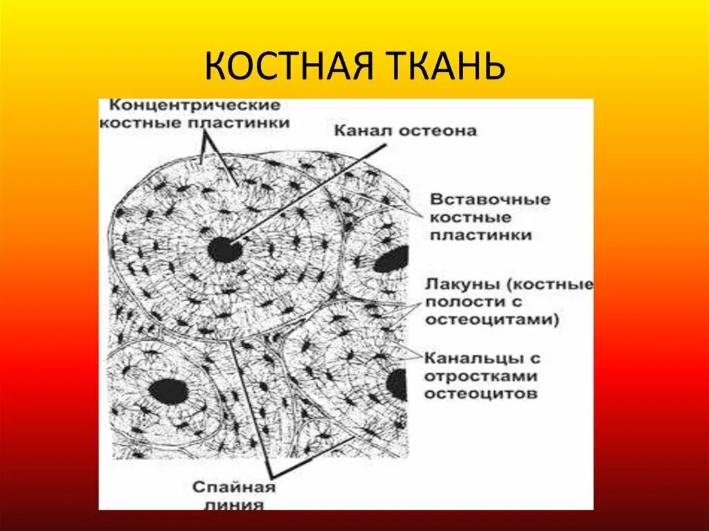 Клетки кости фото Локализация костной ткани