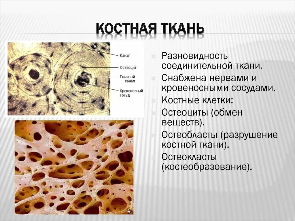 Клетки кости фото Окраски костной ткани