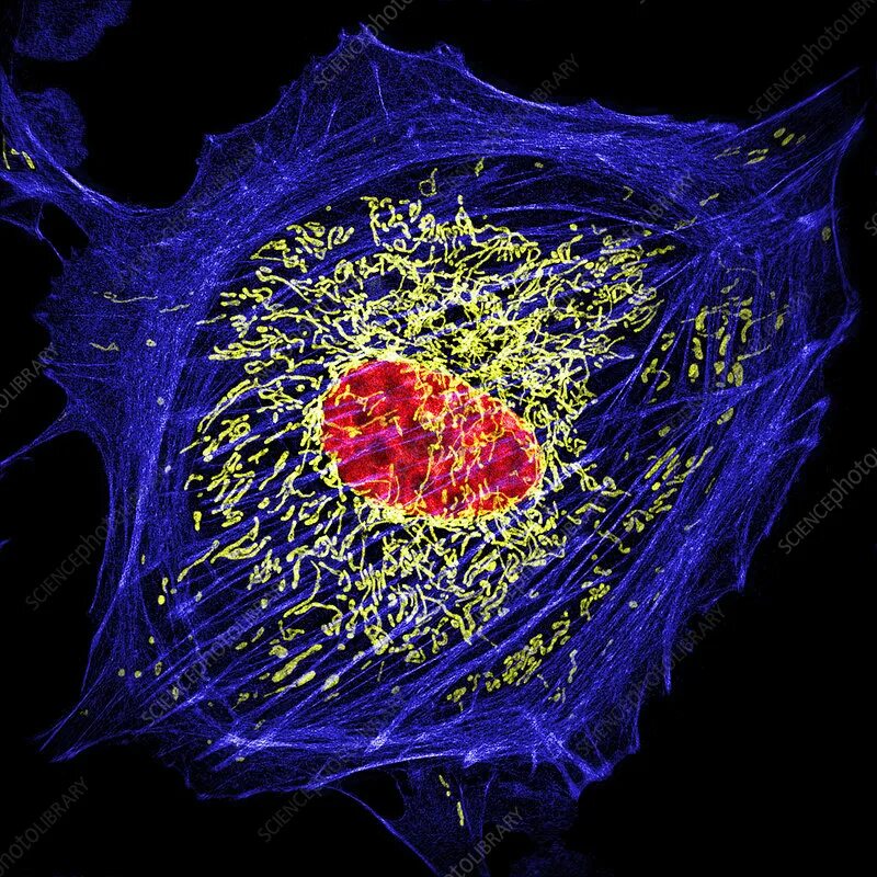 Клетки сердца фото Bovine Pulmonary Artery Endothelial Cell - Stock Image - C030/5537 - Science Pho