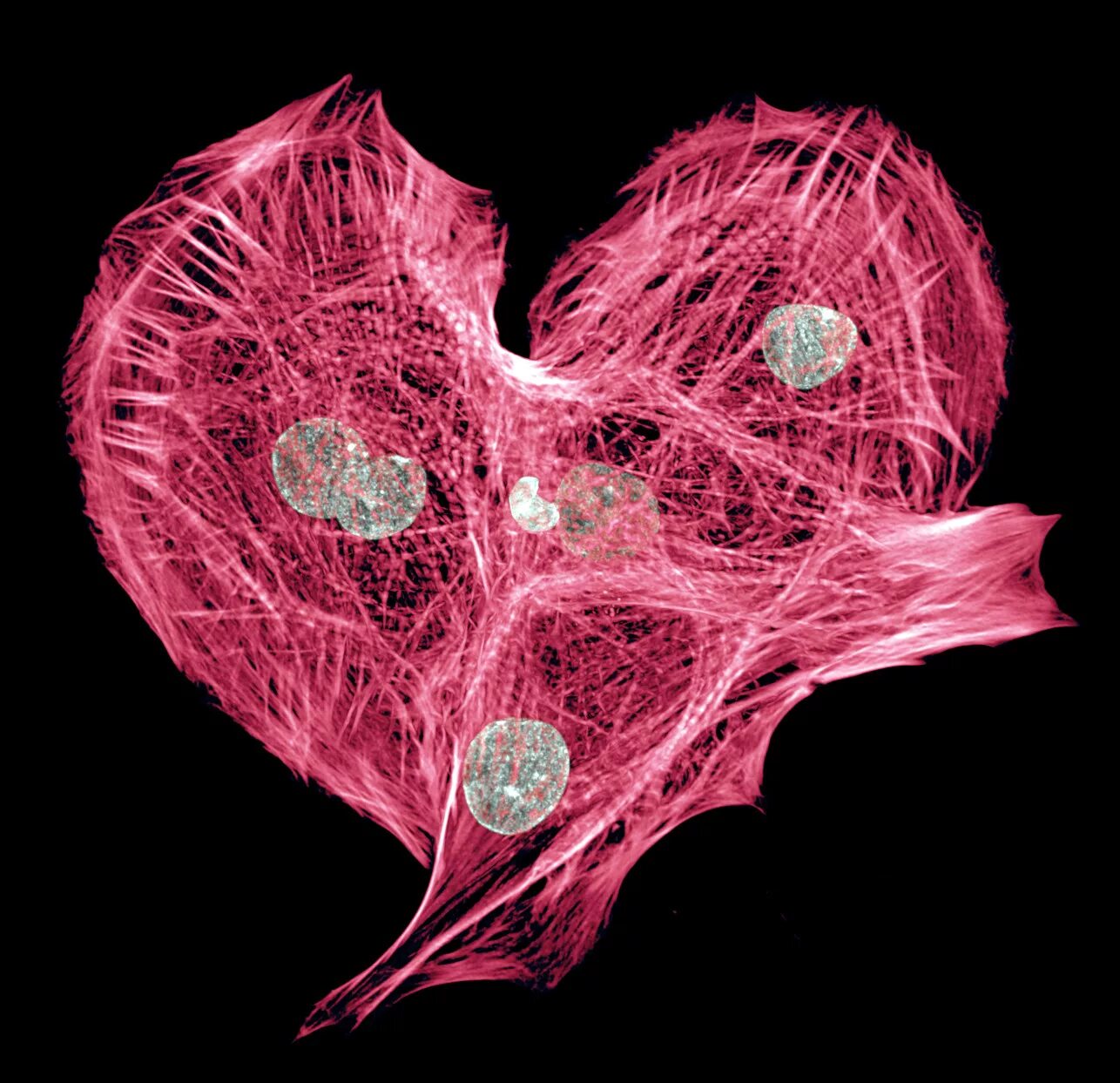 Клетки сердца фото ImageContestWinners Scientific Volume Imaging