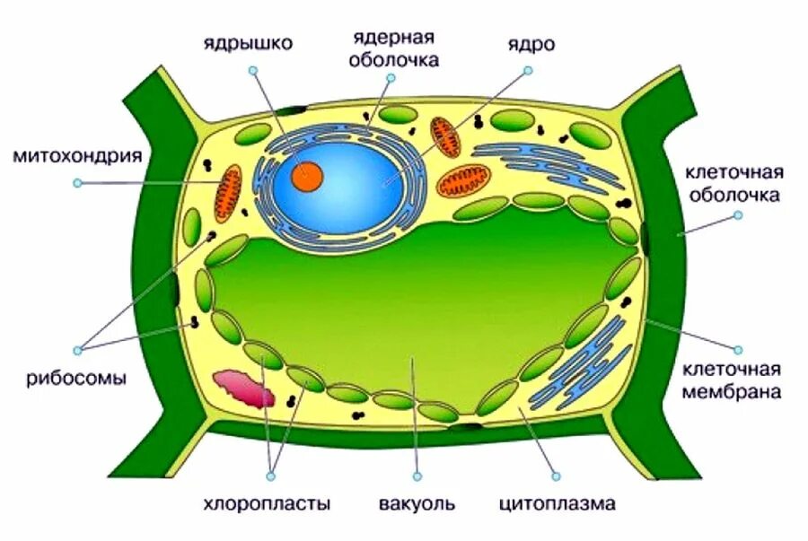 Клеточное строение фото Растительная клетка под микроскопом - Статьи на сайте Четыре глаза
